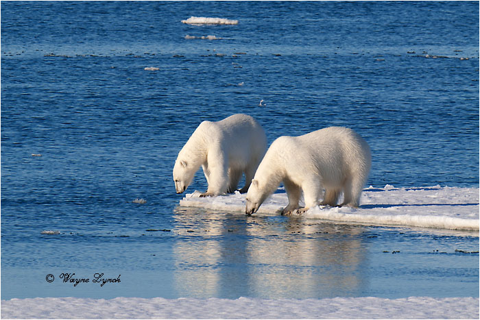 Polar Bears Interacting 110 by Dr. Wayne Lynch &copy;